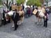 aelperchilbi_2007_me_047