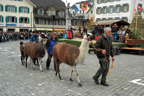 aelperchilbi_2007_foto_fischlin_048