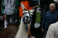 aelperchilbi_2010_markus_elsener_209